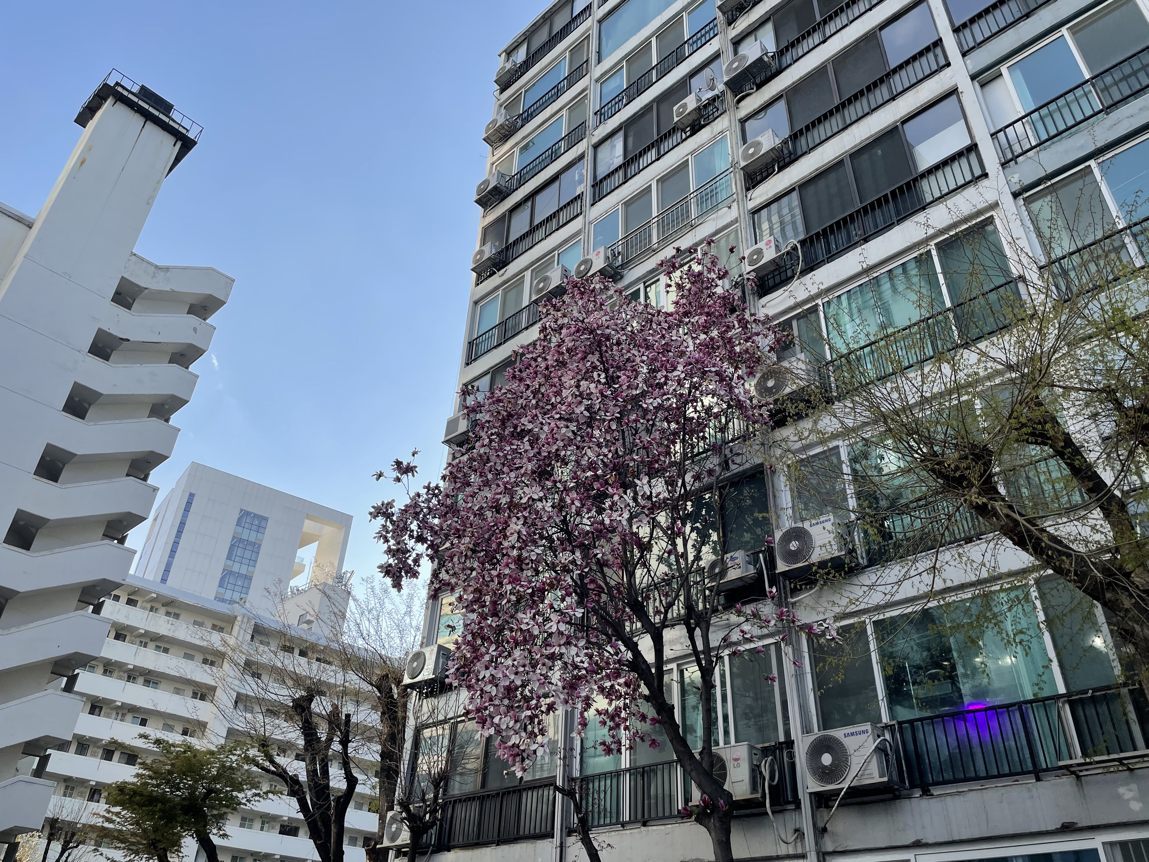 동아아파트 목련